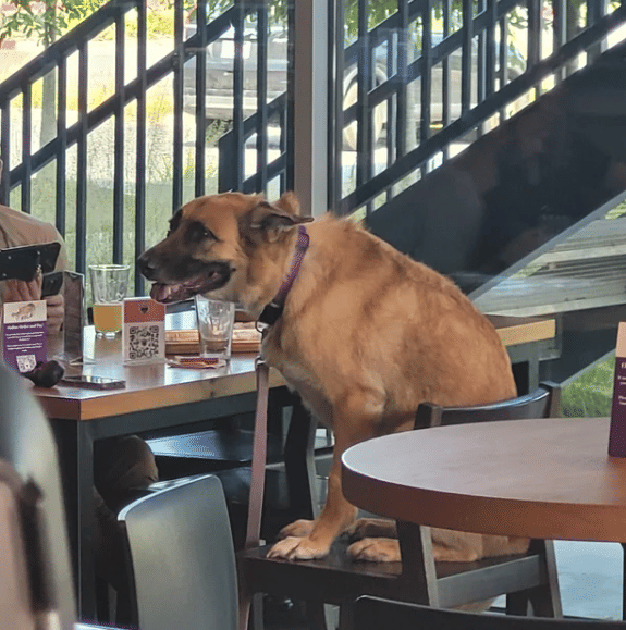 potret orang duduk semeja dengan anjingnya (reddit.com/Aang_420)