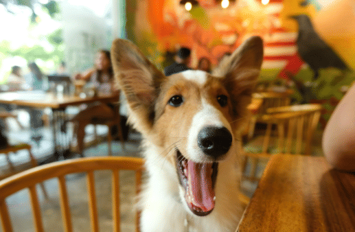 potret orang duduk semeja dengan anjingnya (reddit.com/khroshan)