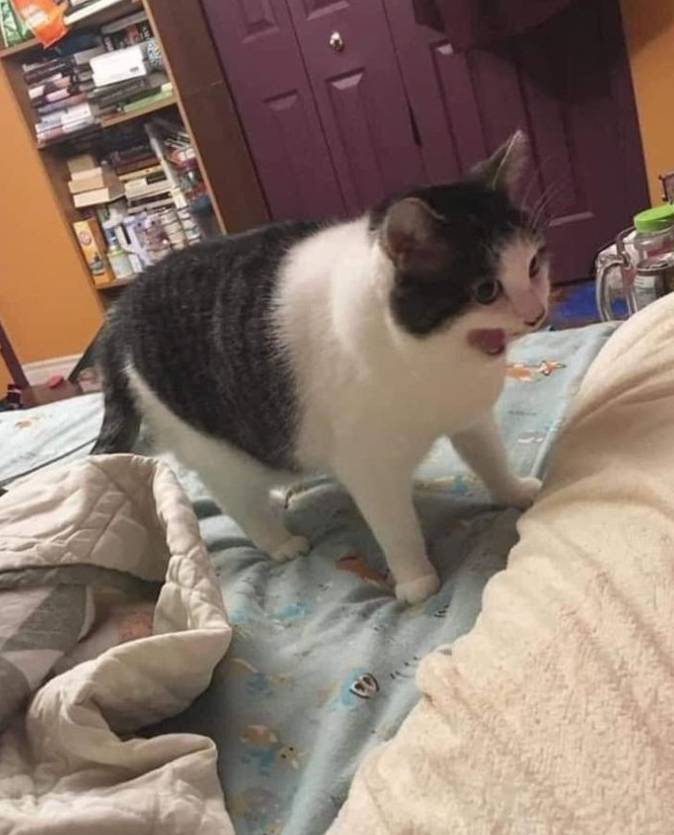 potret lucu kucing membuka mulut lebar-lebar di atas tempat tidur (twitter.com/nocontextscats)