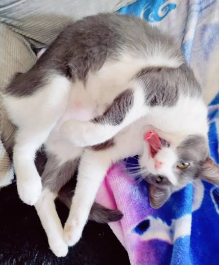 potret lucu kucing membuka mulut lebar-lebar (reddit.com/ModestMeeshka)