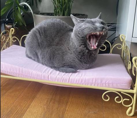 potret lucu kucing membuka mulut lebar-lebar di atas tempat tidur (reddit.com/Puppybrother)