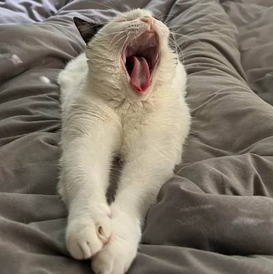 potret lucu kucing membuka mulut lebar-lebar di atas tempat tidur (reddit.com/bpakchopra)