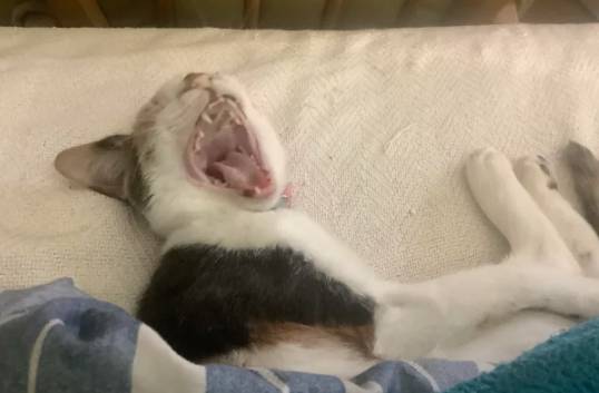 potret lucu kucing membuka mulut lebar-lebar di atas tempat tidur (reddit.com/CassetteMeower)