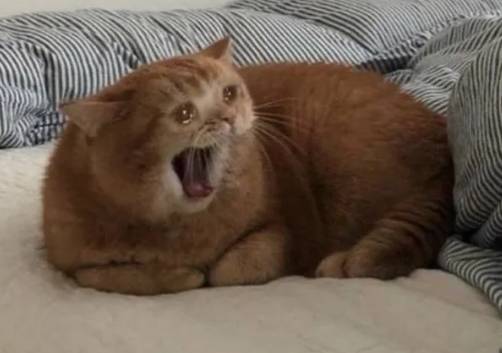 potret lucu kucing membuka mulut lebar-lebar di atas tempat tidur (reddit.com/imRedaSouhail)