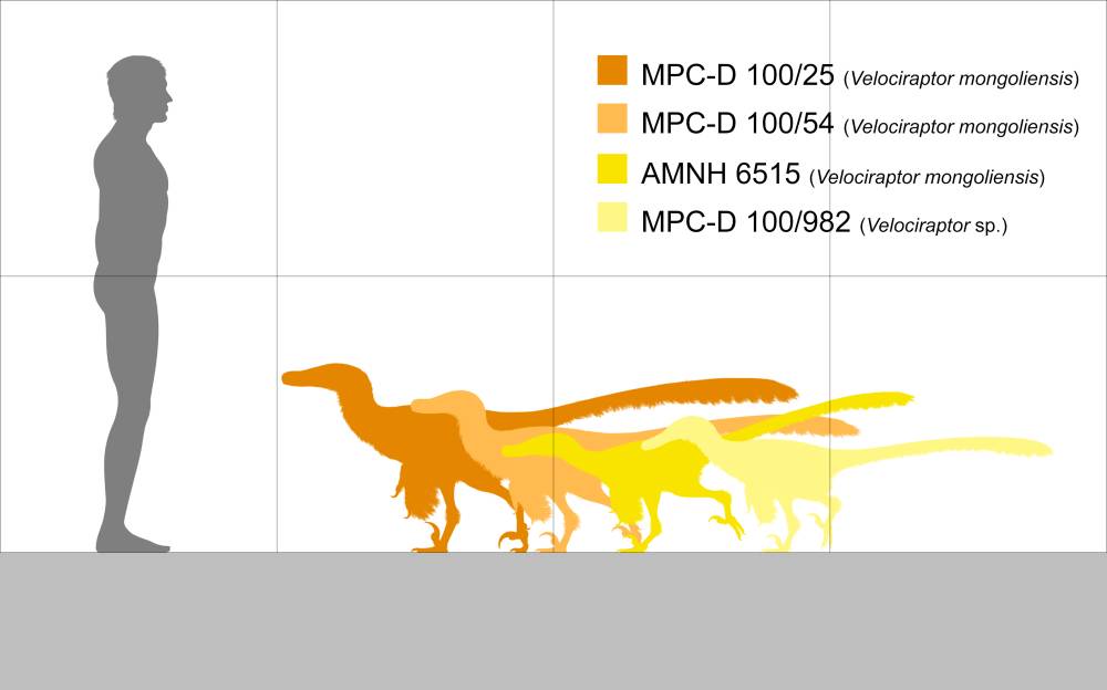 Perbandingan ukuran Velociraptor dengan manusia (commons.wikimedia.org/PaleoNeolitic)