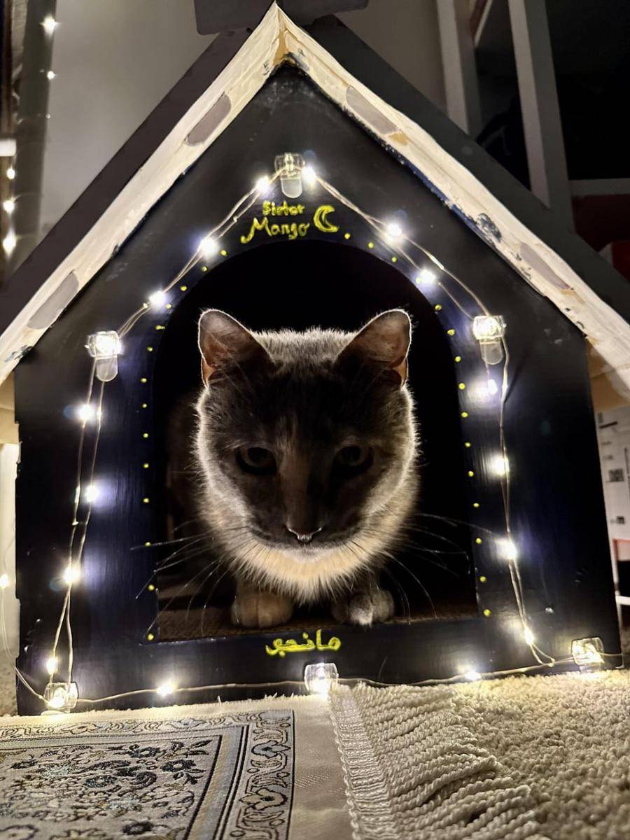 potret kucing ikut merayakan Ramadan (reddit.com/user/chem_daddy)