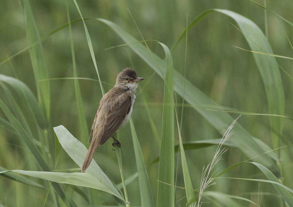 Burung pengicau buluh besar (commons.wikimedia.org/Zeynel Cebeci)