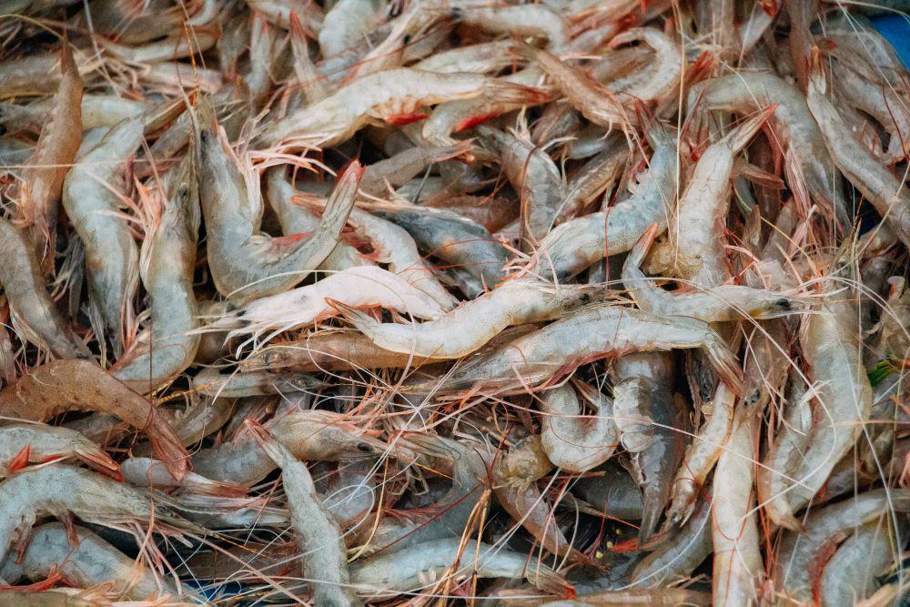 4 Fakta Mengenai Krill yang Jarang Diketahui, Hewan Kecil di Samudra!