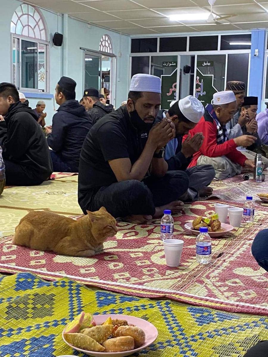 potret kucing ikut merayakan Ramadan (reddit.com/user/ilikesaucy)