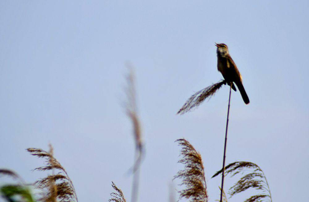 Burung pengicau buluh besar (commons.wikimedia.org/Володимир Дзюбак)