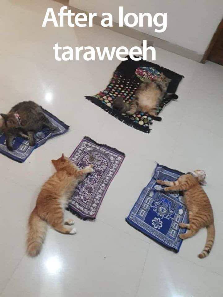 potret kucing ikut merayakan Ramadan (reddit.com/user/alfirasah)