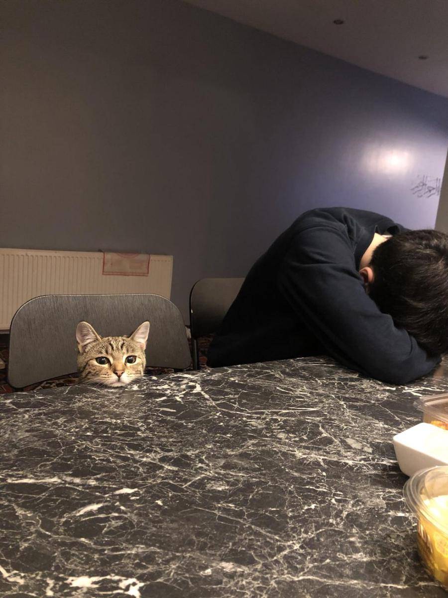 potret kucing ikut merayakan Ramadan (reddit.com/user/yummyyummys)