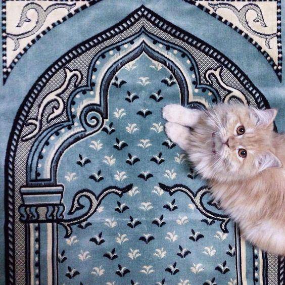 potret kucing ikut merayakan Ramadan (reddit.com/user/Key_Department3777)