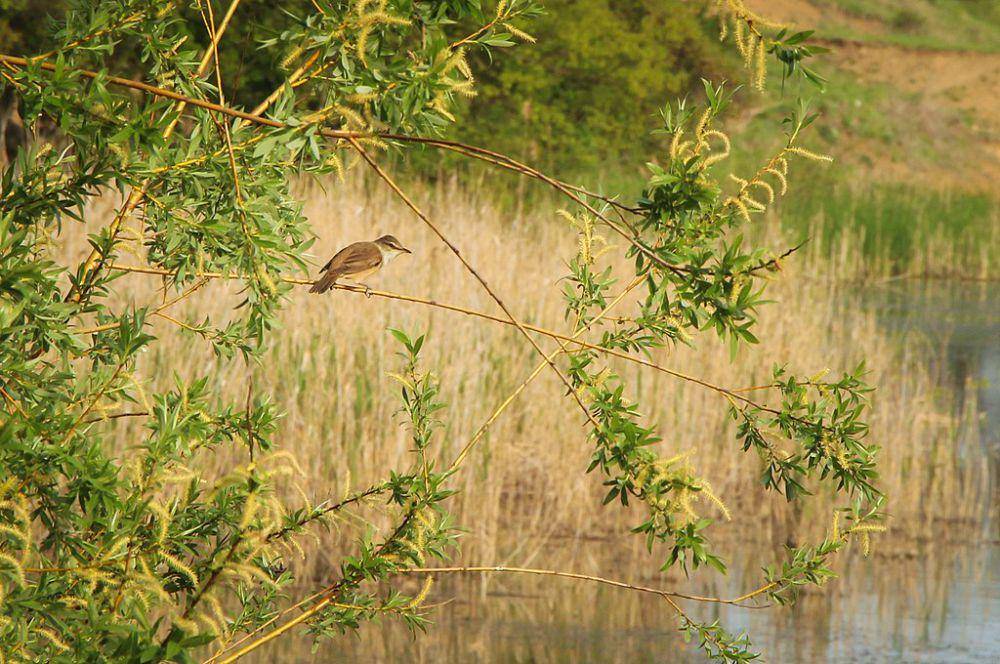 Burung pengicau buluh besar (commons.wikimedia.org/Lubava dzen)