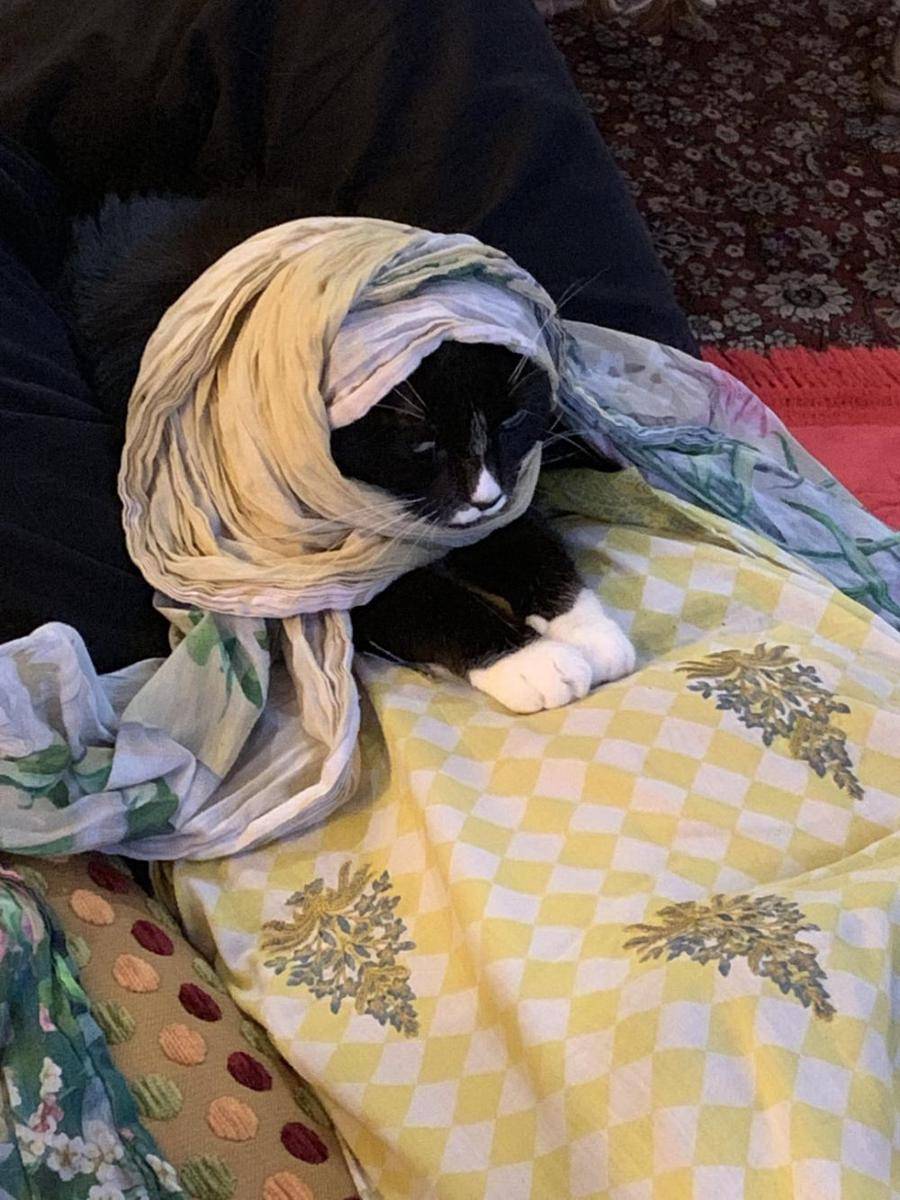 potret kucing ikut merayakan Ramadan (reddit.com/user/uzinatorcl)