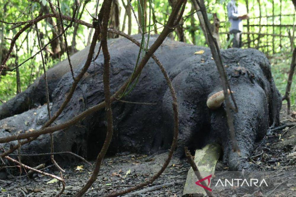 Gajah mati di Kabupaten Nagan Raya.