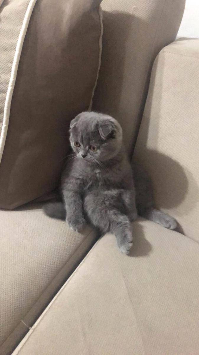 potret kucing ikut merayakan Ramadan (reddit.com/user/cigseyildirim)