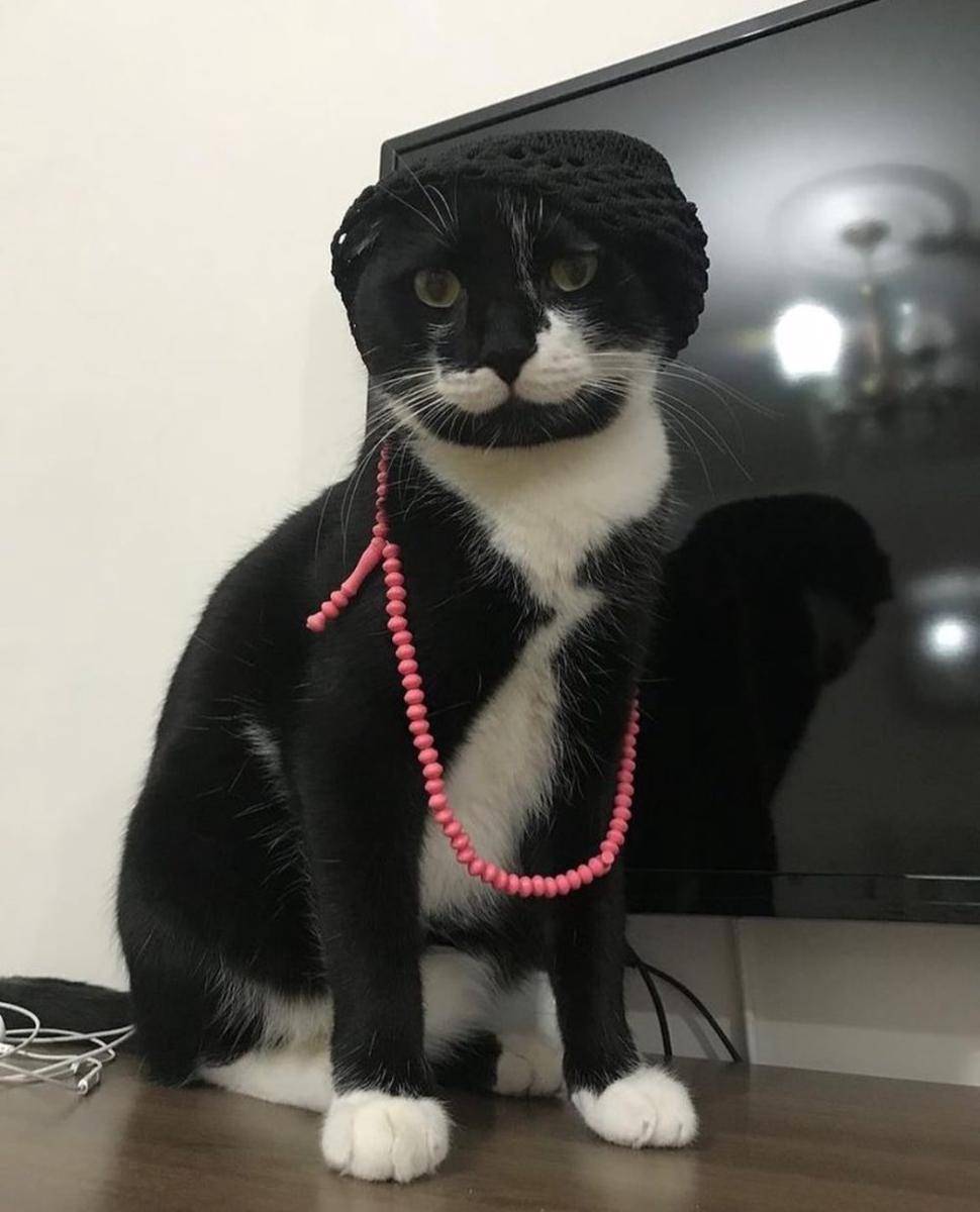 potret kucing ikut merayakan Ramadan (reddit.com/user/xcstf)