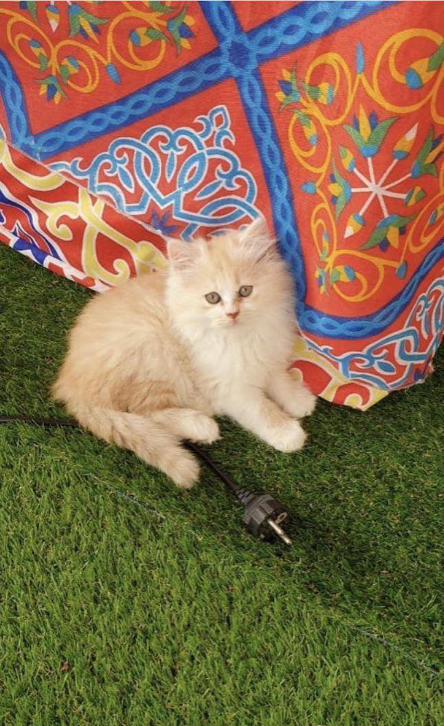 potret kucing ikut merayakan Ramadan (reddit.com/user/Key_Department3777)