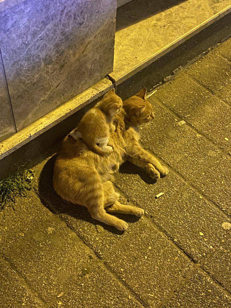 potret kucing oren dan anaknya (twitter.com/catshouldnt)