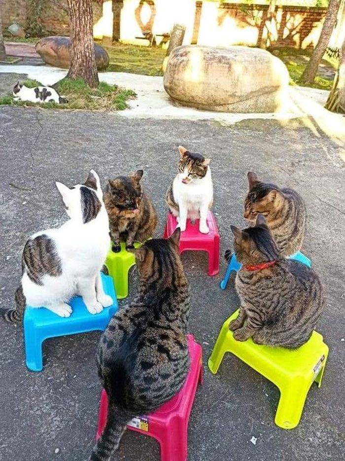 potret enam kucing duduk bersama (twitter.com/CATBRAINCELL)
