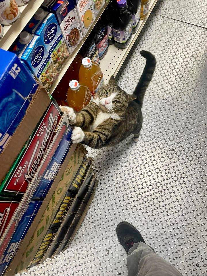 potret kucing bekerja mengatur barang dan rak (twitter.com/Bodegacats_)