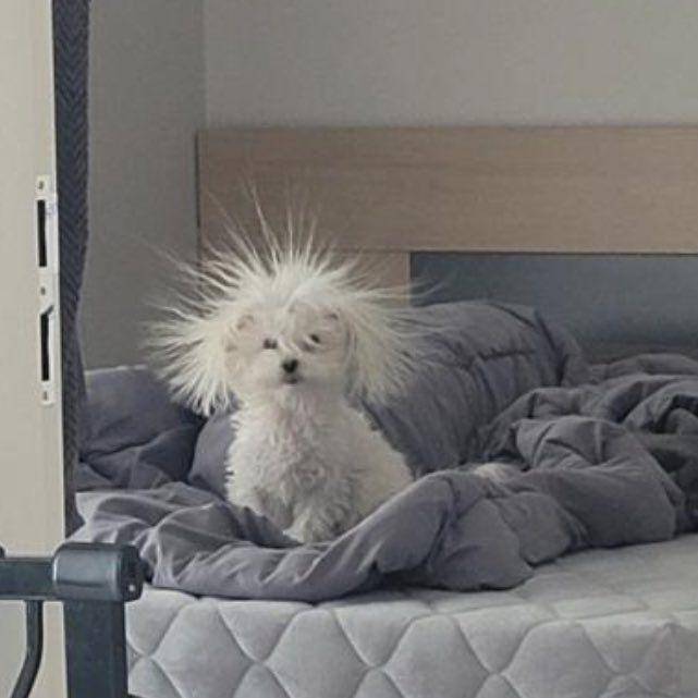potret bulu anjing berdiri karena listrik statis (twitter.com/catshouldnt)
