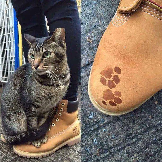potret sepatu dengan paw kucing dan anjing (twitter.com/PunchingCat)