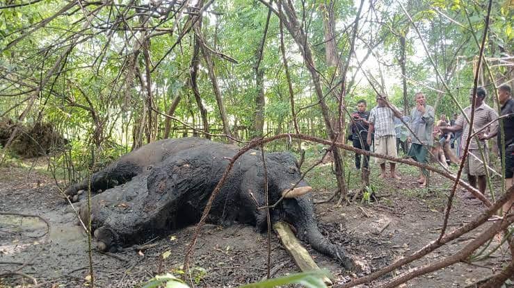 Gajah mati di Kabupaten Nagan Raya.