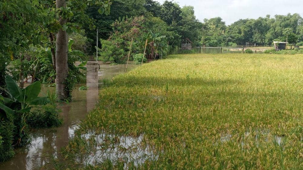 Banjir Surut, Petani di Magetan Kesulitan Memanen Padi Terendam Lumpur