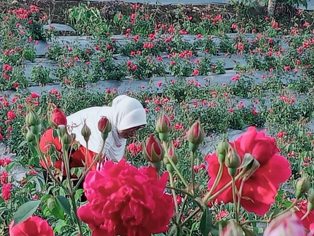 Hj. Sarni (50) petani bunga mawar di desa Sidomulyo Kecamatan Sidorejo Magetan memetik bunga pesanan. IDN Times/ Riyanto