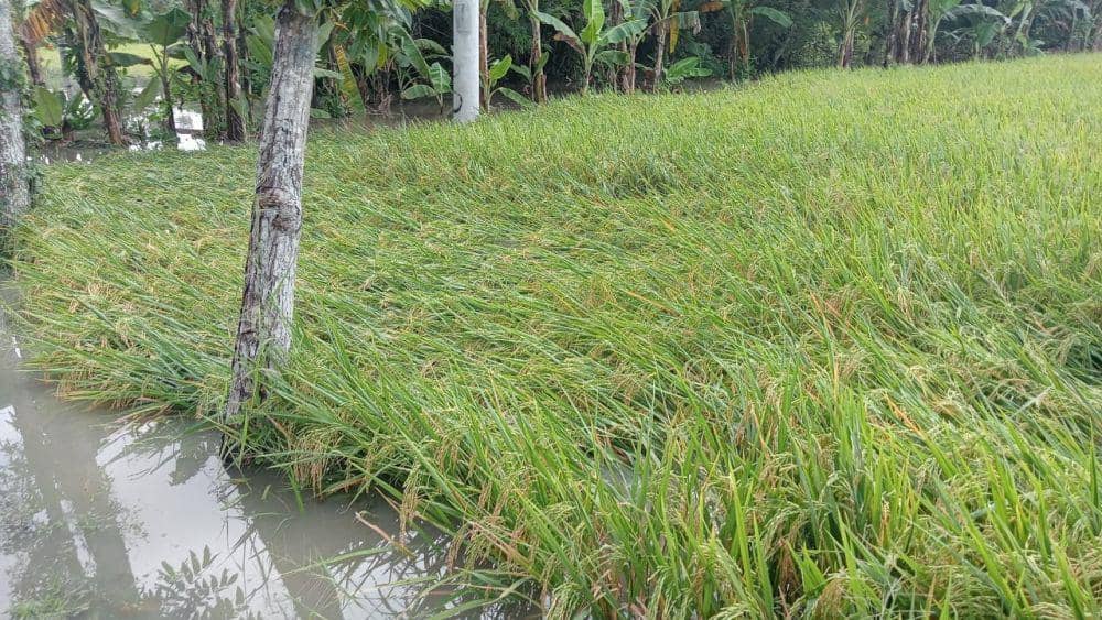 Ratusan hektar tanaman padi di Kecamatan Kartoharjo Magetan terendam air dan lumpur. IDN Times/ Riyanto