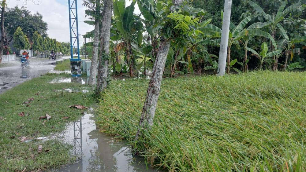 Ratusan hektar tanaman padi di Kecamatan Kartoharjo Magetan terendam air dan lumpur. IDN Times/ Riyanto
