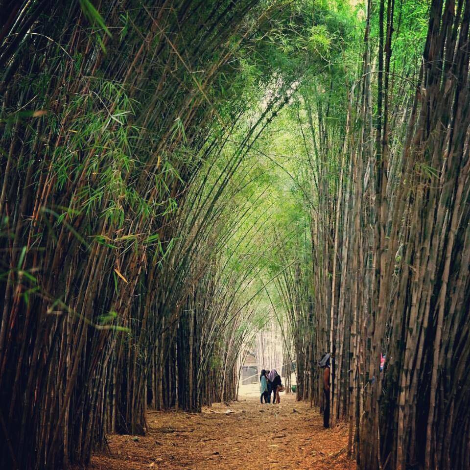 Hutan Bambu Keputih. instagram.com/@travelioid
