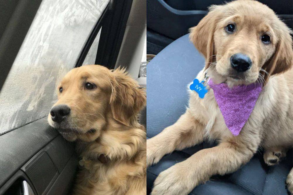 kolase potret Golden Retriever sedih saat di mobil (twitter.com/contextdogs I reddit.com/Chesterspeedy)