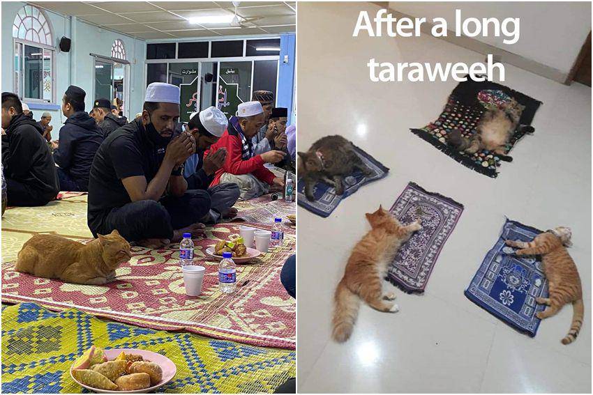 kolase potret kucing ikut merayakan Ramadan (reddit.com/user/ilikesaucy | reddit.com/user/alfirasah)