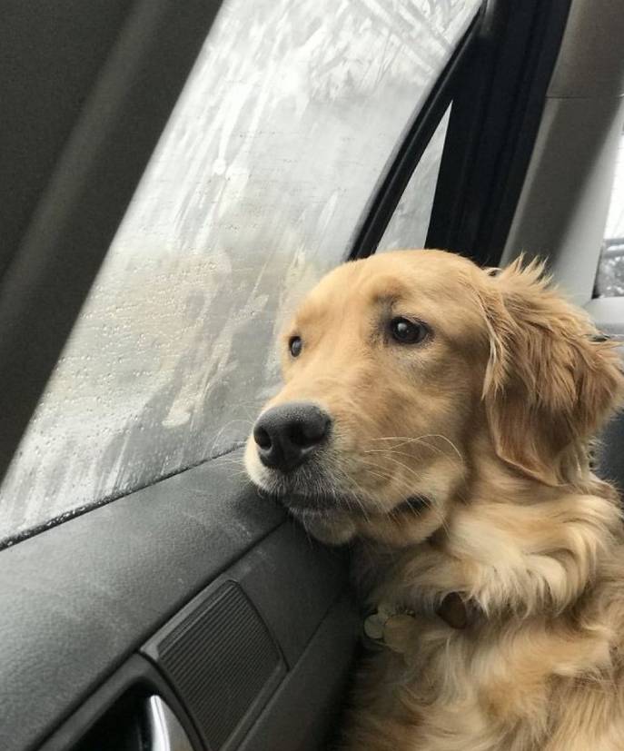 potret Golden Retriever sedih saat di mobil (twitter.com/contextdogs)