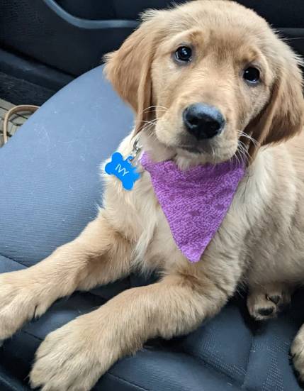 potret Golden Retriever sedih saat di mobil (reddit.com/Chesterspeedy)
