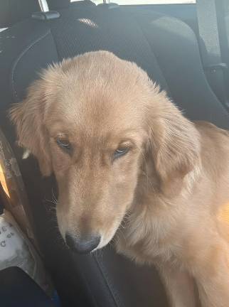 potret Golden Retriever sedih saat di mobil (reddit.com/Nova9797)