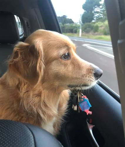 potret Golden Retriever sedih saat di mobil (reddit.com/Aeaex)