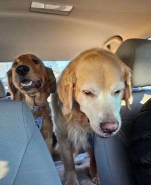 potret Golden Retriever sedih saat di mobil (reddit.com/BoomerangWilma)