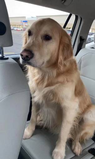 potret Golden Retriever sedih saat di mobil (reddit.com/whoami1999)