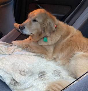 potret Golden Retriever sedih saat di mobil (reddit.com/1appleadayrunner)