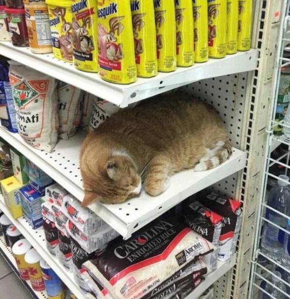 potret kucing bekerja mengatur barang dan rak (reddit.com/tyw7)