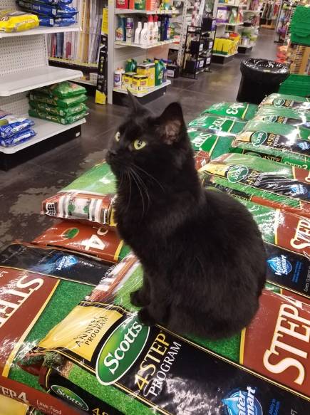 potret kucing bekerja mengatur barang dan rak (reddit.com/letigre_1934)