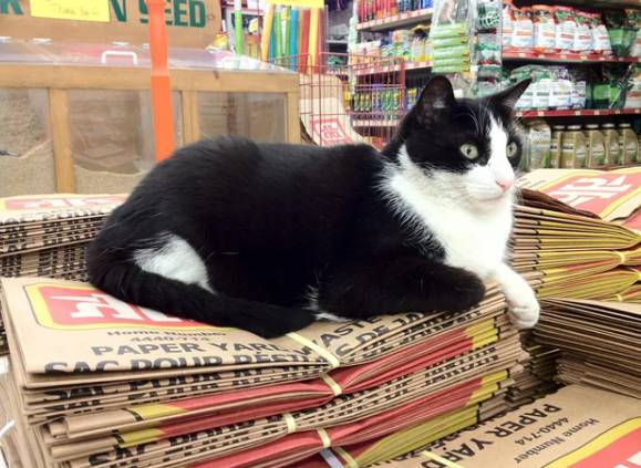 potret kucing bekerja mengatur barang dan rak (reddit.com/kiriller)