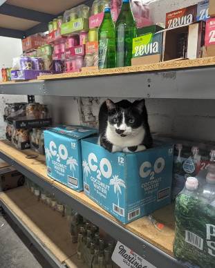 potret kucing bekerja mengatur barang dan rak (reddit.com/jamariiiiiiii)
