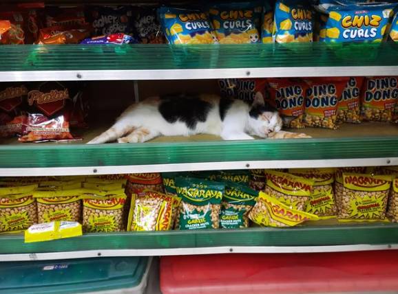 potret kucing bekerja mengatur barang dan rak (reddit.com/jasontaken)