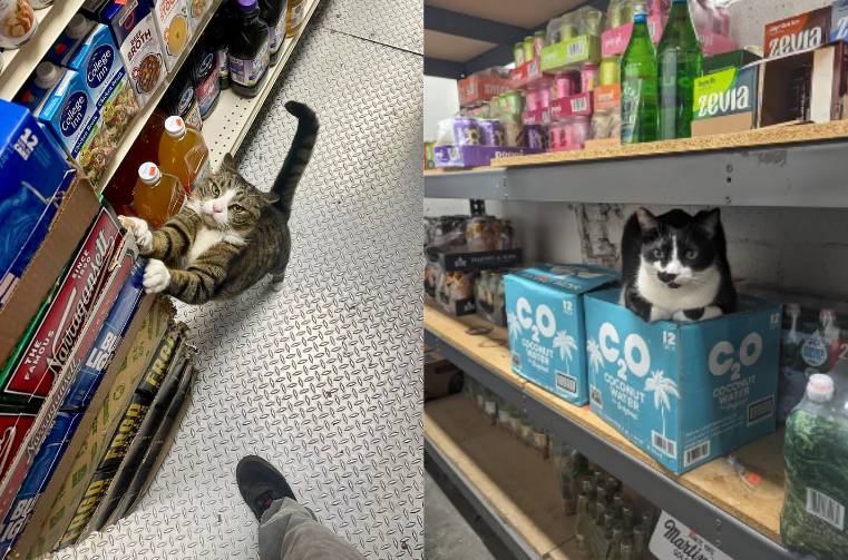 kolase potret kucing bekerja mengatur barang dan rak (twitter.com/Bodegacats_ I reddit.com/jamariiiiiiii)