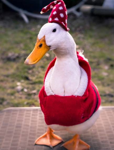 potret bebek menggunakan topi (reddit.com/imdjay)